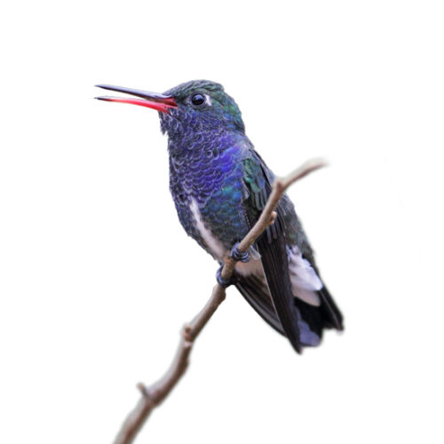 Flying Jewels: Where Hummingbird Colors Come From